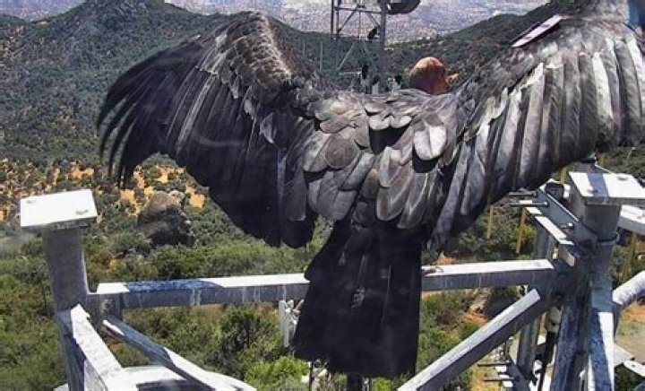 6 Largest Flying Bird In The World By Wingspan And Weight