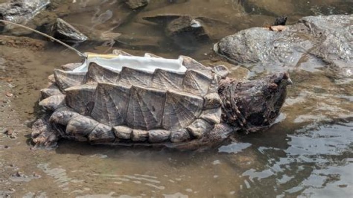 Biggest Turtle In The World, Their Adaptation, Breeding, And Lifespan