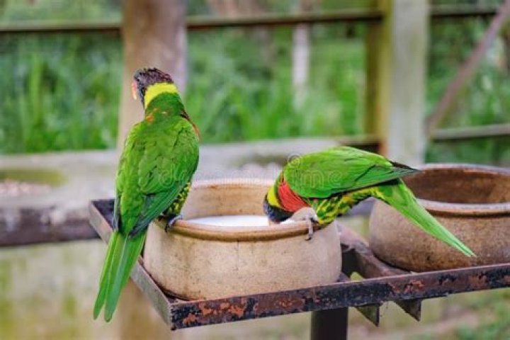 Can parrots drink milk? - SnogBlogy ·