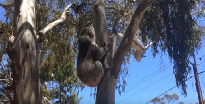 Do koalas scream? - Blogsia