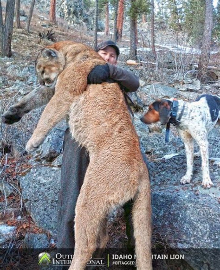 The Secrets Of Mountain Lion Hunting