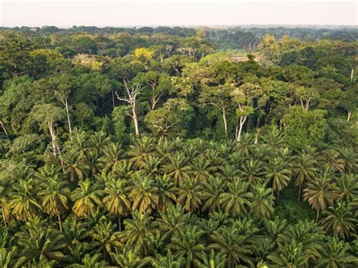 Unveiling Its Ecological And Ornamental Wonders