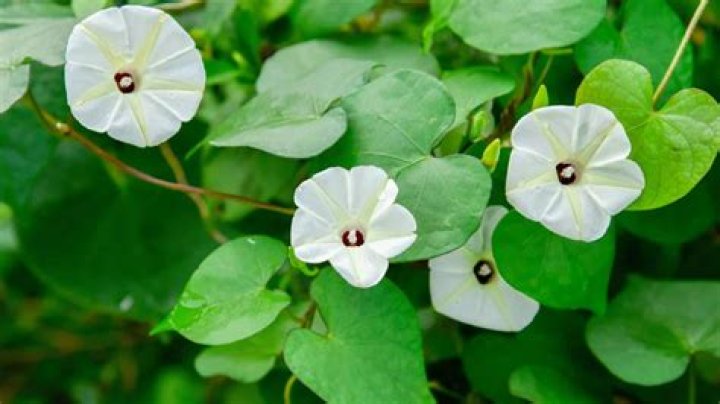 Unveiling Karen Gillan's Measurements: A Comprehensive Guide