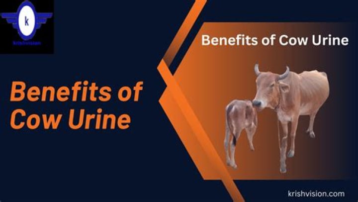Which products have cow urine? ·