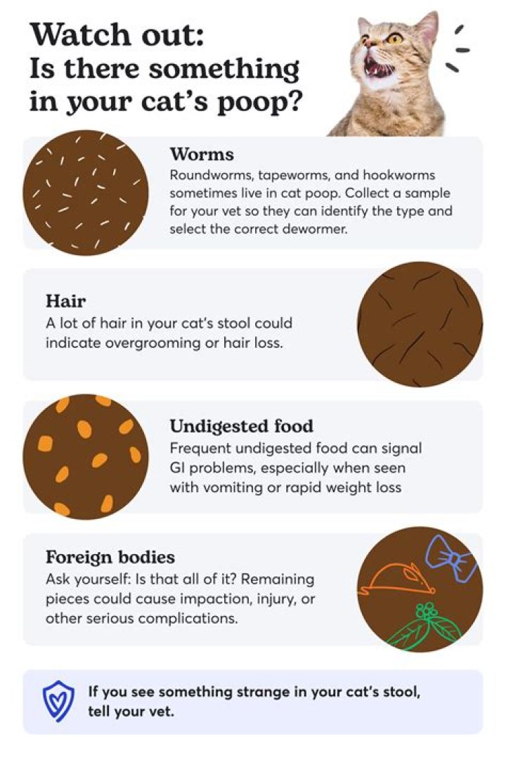 Why does a cat not cover its poop? ·